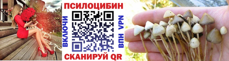 Псилоцибиновые грибы Cubensis  Купить где  Болотное 